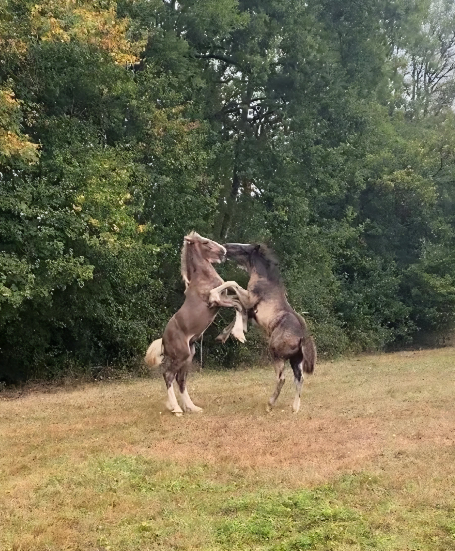 Jeux de poulains